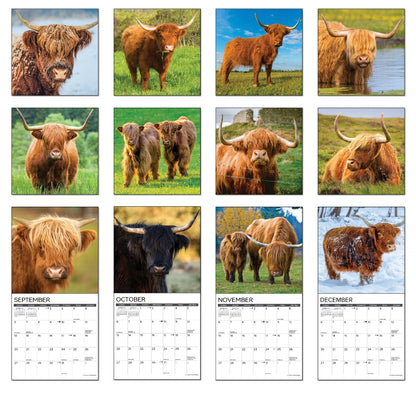 Highland Cows 2026 Wall Calendar
