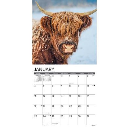 Highland Cows 2026 Wall Calendar